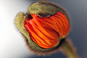 Close up of a Poppy Seed