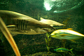 Shark, Underwater World Aquarium, Sentosa Island, Singapur