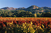 Vineyard near Calistoga, Napa Valley, California, USA