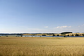 Corn field, Pisek, Czech Republic