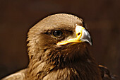 Portrait of an eagle, Czech Republic, Znojmo