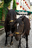 two horses of hourse coach, St. Wolfgang at lake Wolfgangsee, Salzkammergut, Salzburg, Austria