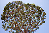 Majestätischer Baum in Sorrent, Kampanien, Italien, Europa