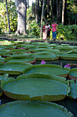 Indian Women at Giant Amazon Waterlily Pond, (Victoria amazonica), Sir Seewoosagur Ramgoolam Botanic Garden, Pamplemousses, Pamplemousses District, Mauritius