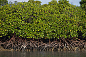 Mangroves at Ile aux Cerfs Island, Near Trou d'Eau Douce, Flacq District, Mauritius