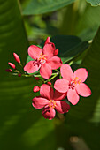 Tropical Flowers, Le Touessrok Resort, Trou d'Eau Douce, Flacq District, Mauritius