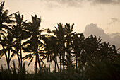 Sugarcane Field and Coconut Trees at Sunset, Bel Ombre, Savanne District, Mauritius