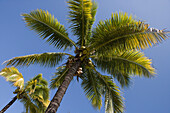 Palmen im Mövenpick Resort und Spa Mauritius, Bel Ombre, Savanne District, Mauritius, Indischer Ozean