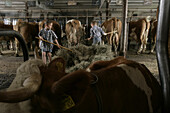 Two boys in the barn, cows, hay, Walchstadt, Upper Bavaria, Germany