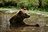 A Bear bathing in water in Kolmaden safari park, Östergotland, Sweden