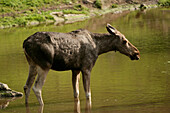 Ein Elch in Kolmaden Safaripark, Östergötland, Schweden