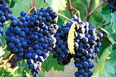 Sangiovese grapes, Chianti, Tuscany, Italy
