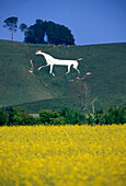 The Cherhill White Horse, Avebury, Wiltshire, England, United Kingdom