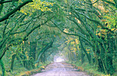 Oak trees with moss lining road