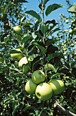 Golden Delicious apples. Delaware. USA