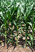 Young filed corn