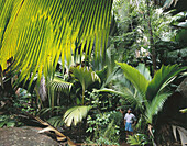 Vallée de Mai Nature Reserve. Praslin Island. Seychelles