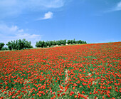 Poppies field. Andalucía. Spain