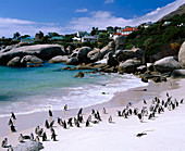 African Penguins at Boulders beach. Cape Peninsula National Park. Cape Town city. South Africa
