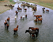 Horses bathing. Transylvania. Romania