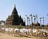 Herd at Bagan s archeological zone. Bagan. Myanmar (Burma)