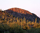 Saguaro National Park, Tucson. Arizona, USA