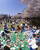Japanese enjoying the cherry blossom season. Shinjuku Gyoen park, Tokyo, Japan