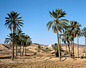 Douz. Sahara Desert. Tunisia.