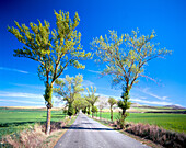 Road. Burgos province. Spain