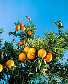 Oranges, Valencia province, Spain