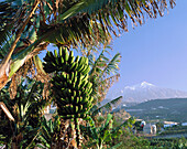 Banana tree. Teide. Tenerife. Canary Islands. Spain.