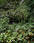 Fern Grotto, Kauai, Hawaii
