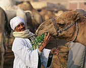 Camels market near Cairo. Egypt