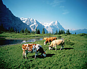 Cows. Jungfrau mountain. Grindelwald. Switzerland.