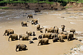 Near Kandy City. Elephant nursery. Sri Lanka. April 2007.