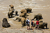 Near Kandy City. Elephant nursery. Sri Lanka. April 2007.