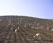 Sheep. Andalucía. Spain
