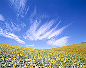 Sunflowers. Andalucía. Spain