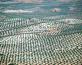 Olive trees fields. Jaen province. Spain