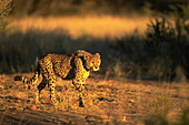 Cheetah (Acinonyx jubatus). Okonjima. Namibia