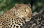 Männlicher Leopard (Panthera pardus). Sabi Sabi Private Game Reserve. South Africa