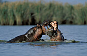 Hippopotamus (Hippopotamus amphibius), males fighting. KwaZulu-Natal. South Africa
