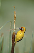 Cape weaver (Ploceus capensis), collecting nest material. KwaZulu-Natal. South Africa