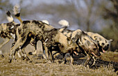 Wild Dogs or Cape Hunting Dogs (Lycaon pictus), pack hunting. Kruger National Park. South Africa.