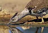 Kori Bustard (Ardeotis kori) drinking, Africa s heaviest flying bird. Kgalagadi Transfrontier Park. South Africa