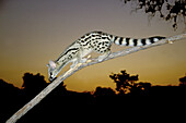 Large-spotted Genet (Genetta tigrina), nocturnal species. Kruger National Park. South Africa.