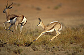Springbok (Antidorcas marsupialis), lambs. Kgalagadi Transfrontier Park (formerly Kalahari-Gemsbok National Park). South Africa