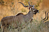 Greater Kudu (Tragelaphus strepsiceros). Kruger National Park. South Africa