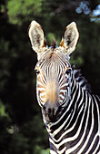 Cape Mountain Zebra (Equus zebra zebra). Mountain Zebra National Park. South Africa