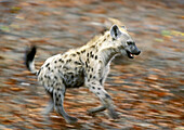 Spotted Hyena (Crocuta crocuta) running. Kruger National Park, South Africa